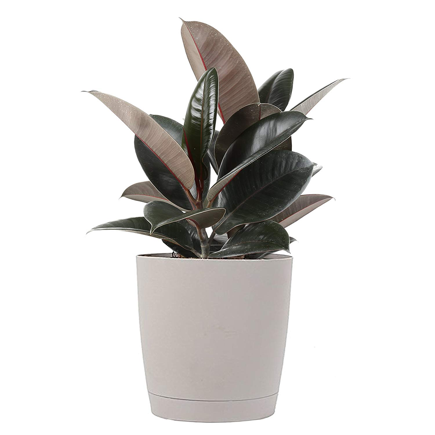 rubberplant.png